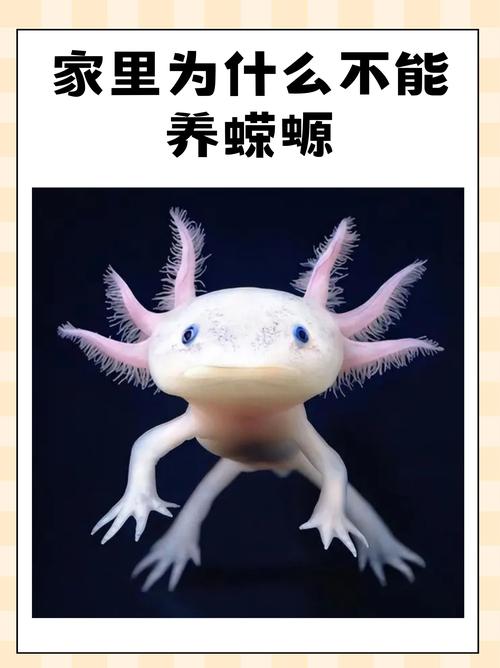 泰拉瑞亚罗盘怎么得